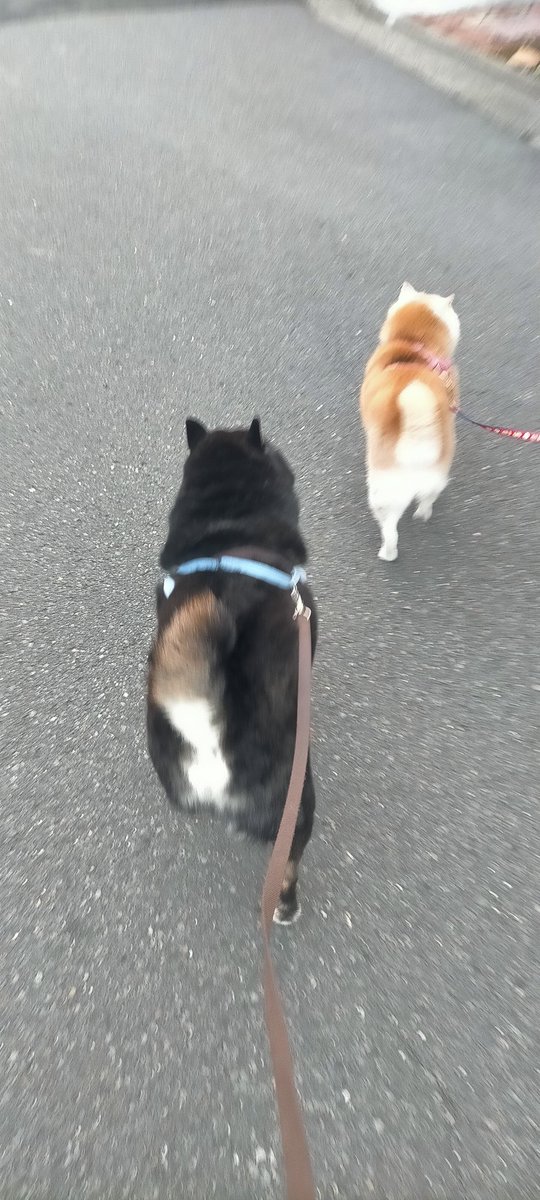 Post by まめたろう on X: 本日のおデエト