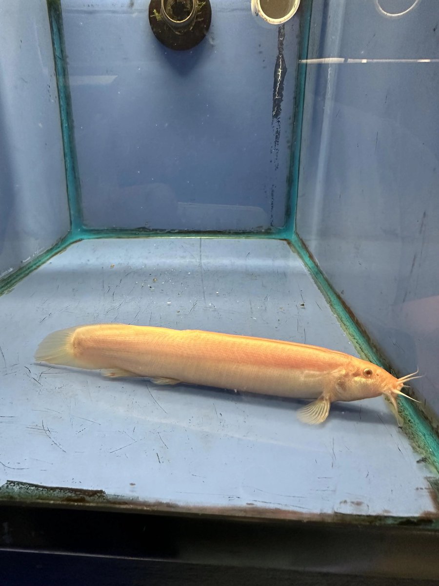 kindfishfriend's tweet image. he is illegal to own in several US states for an amazing reason