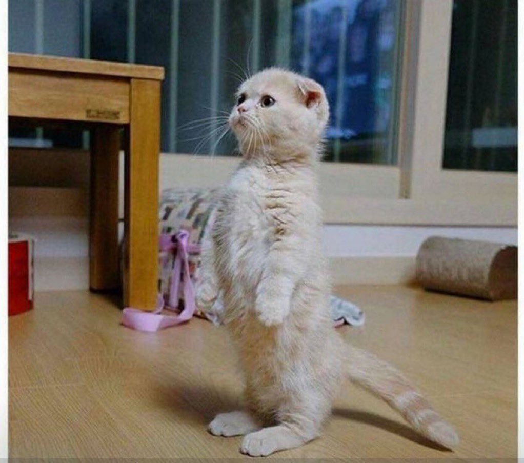 ahmedtahana (@ahmedtahana) on Twitter photo 