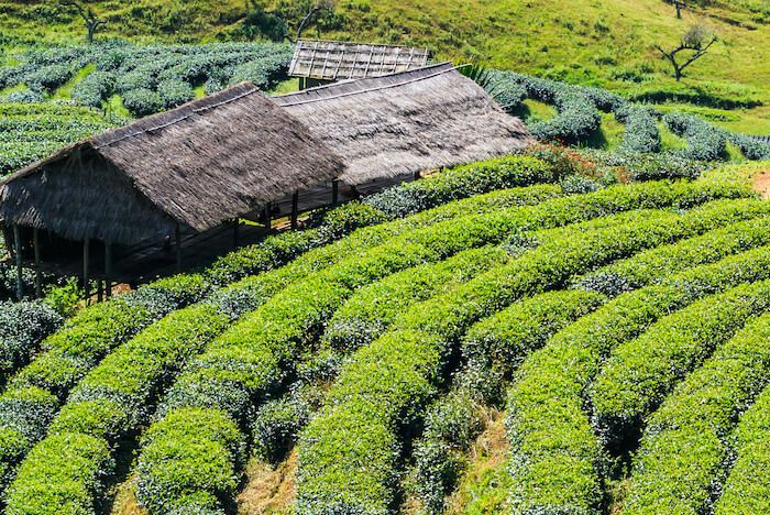 projwellnow's tweet image. THE HISTORY &amp;amp; BENEFITS OF MATCHA projectwellnessnow.com/the-history-be…