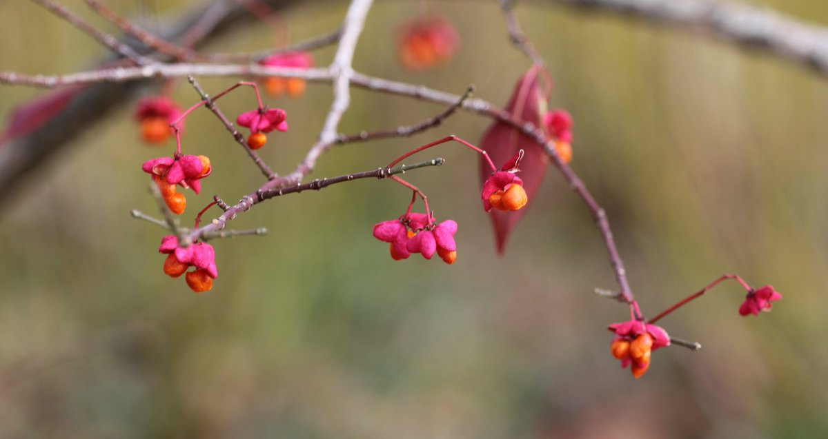 NSValley's tweet image. I went to the @HistoricGardens in Annapolis Royal last week. It's one of my favourite places in the world. It's always changing and showing a new aspect of itself.