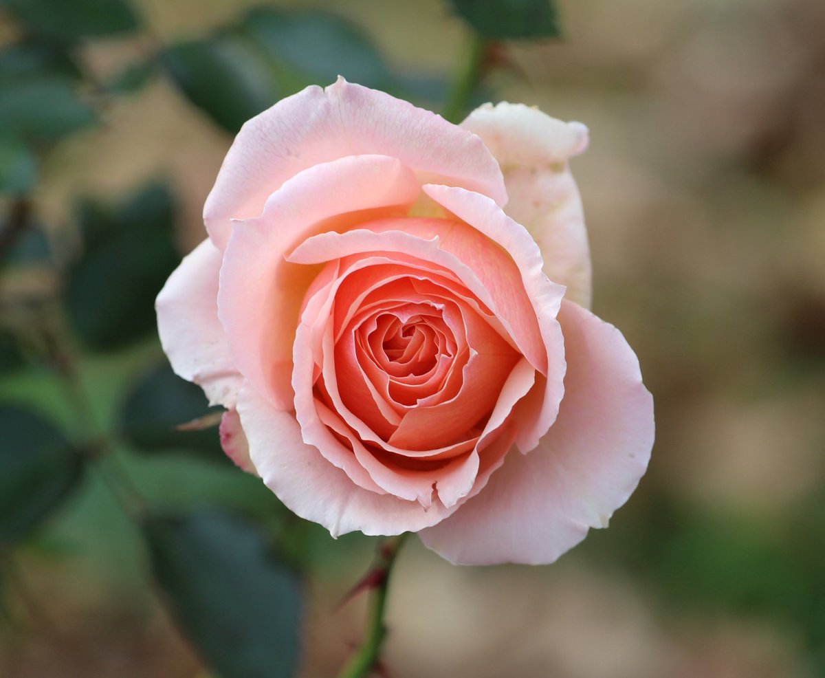 NSValley's tweet image. I went to the @HistoricGardens in Annapolis Royal last week. It's one of my favourite places in the world. It's always changing and showing a new aspect of itself.