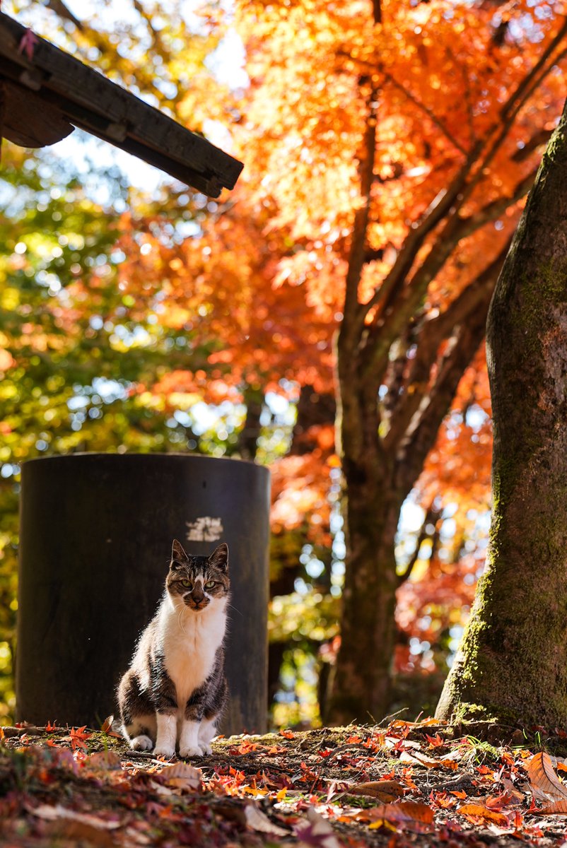ちょいと紅葉と猫を撮りに行ってきます