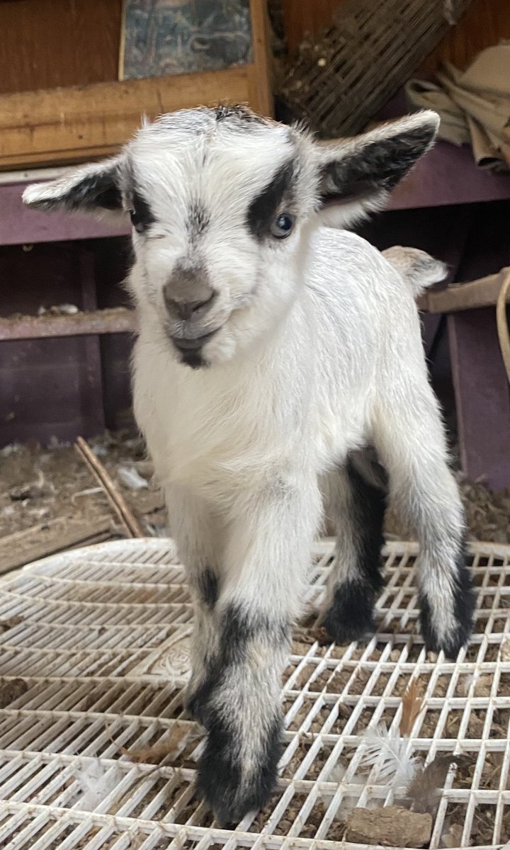 Newest baby was sent to another farm that could better care for her, she stopped latching 💔💔