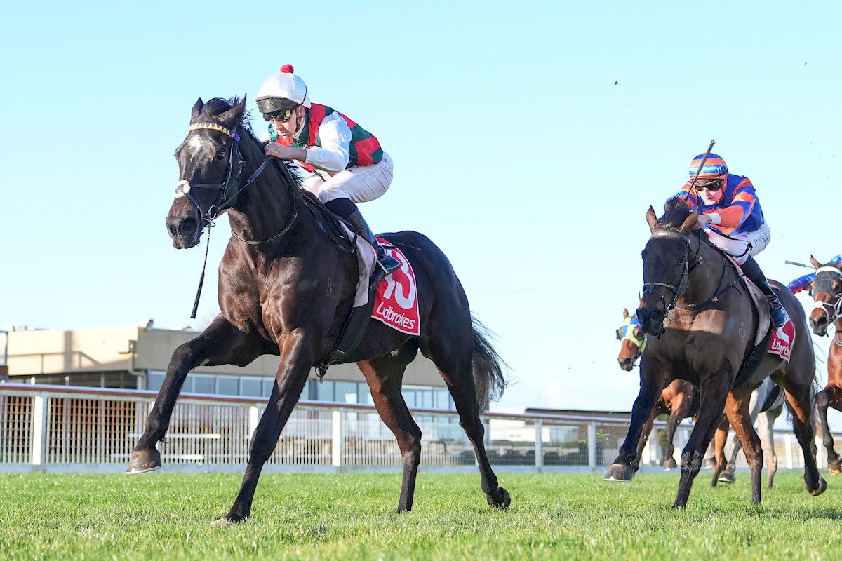 TowardReward's tweet image. 🥒 RUNNER ALERT 🥒

Today @wboolracingclub 

Race 4 - 2:20PM Cassign Harry Chauvel BM66 Hcp (2000 METRES)

#6 PAPAL ARMY (5) Will Gordon 58.5KG ⚔️

@Em_spartaracing