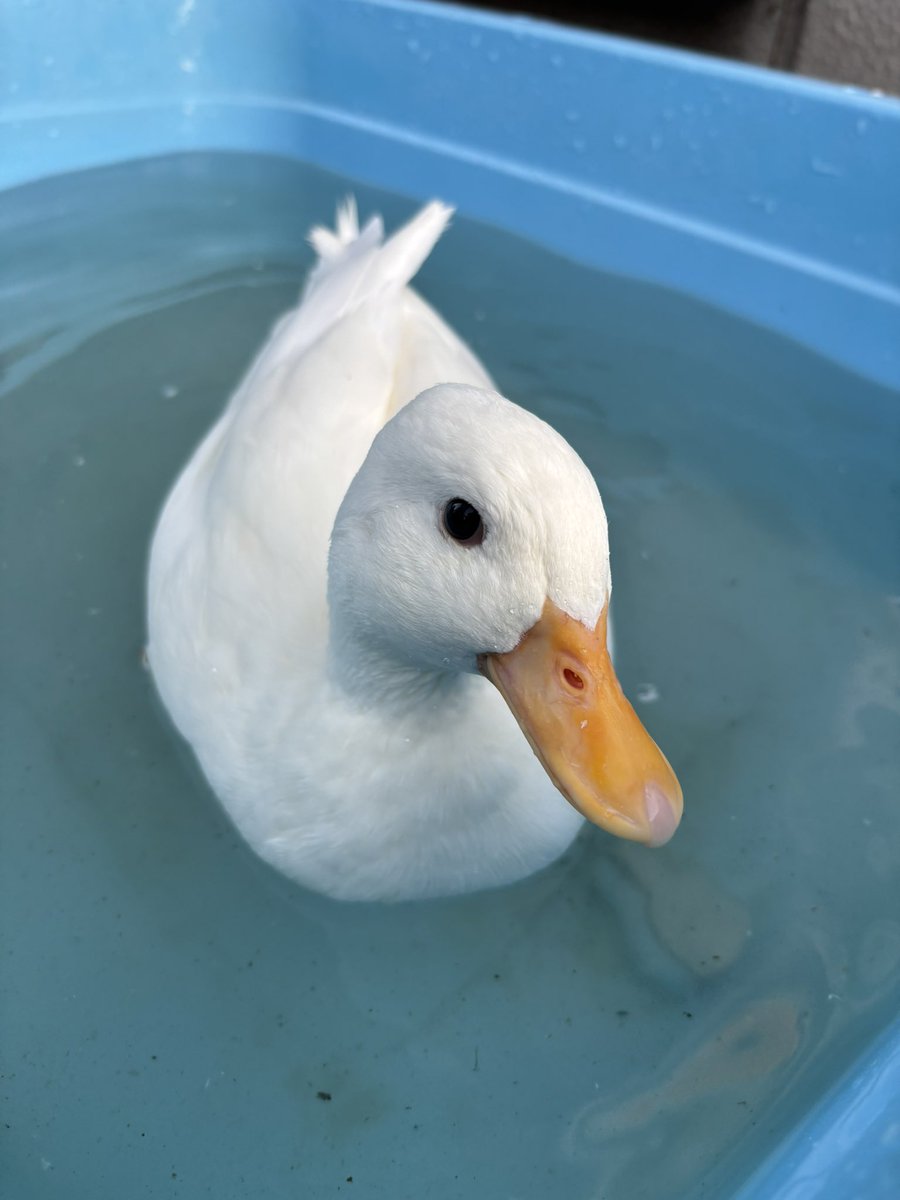 コールダック コールダック 22'3/」東京都 - 鳥の里親募集(410099