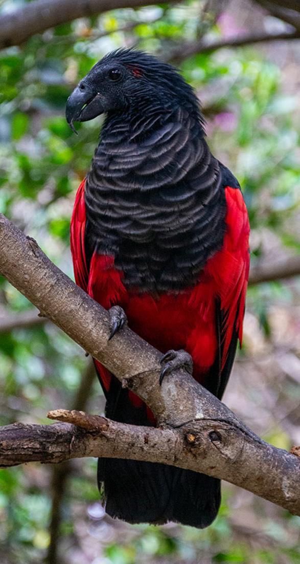 biologia_braba's tweet image. Esse é o papagaio Drácula uma das aves mais bonitas do mundo.