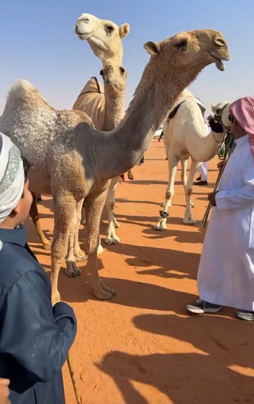Athbi888's tweet photo. راعي هدب عينه مظاليل ووساع
غرون فرق عن كل عذرن ملوحي

🥇 https://t.co/VHfT0S3qVQ