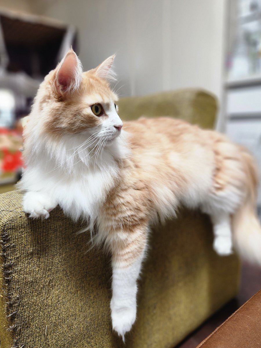 おはようございます☀
いつもの爪研ぎ兼ソファでまったり🛋️
……もう好きにして、という気持ちです😇🐾
#メインクーン #猫のいる暮らし #猫好きさんと繋がりたい