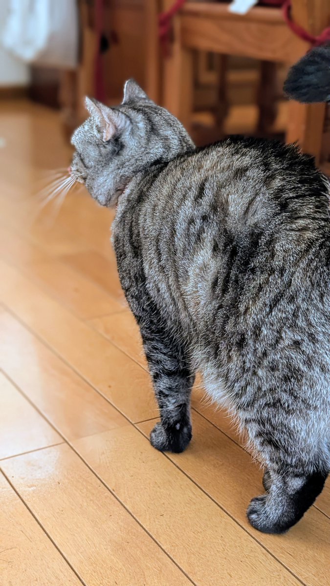 ねこさん⚡(ΦωΦ) (@catnap707) / Posts / X