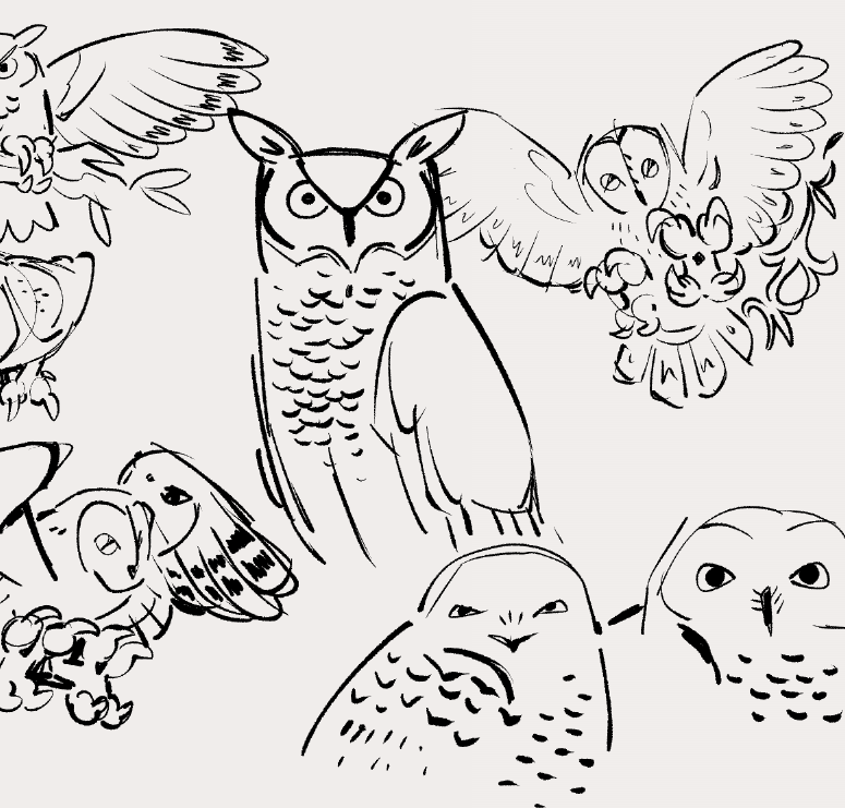 owls