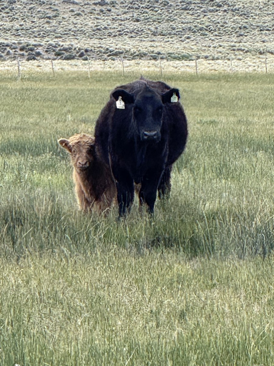 Jeremias G. Butto 🦁 🍋 🥩🐠🍗🍖🍳🥑🧀🍷🥃 tweet media