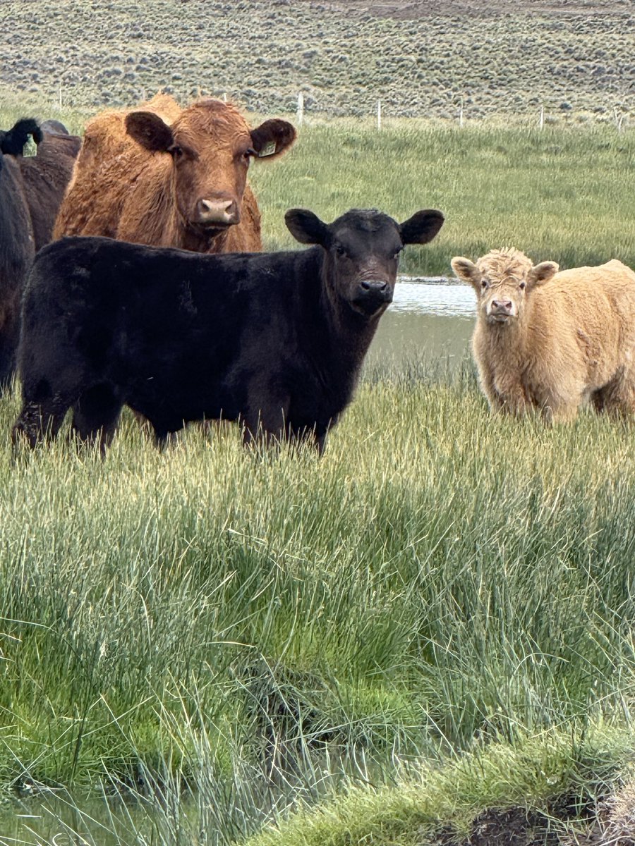 Jeremias G. Butto 🦁 🍋 🥩🐠🍗🍖🍳🥑🧀🍷🥃 tweet media