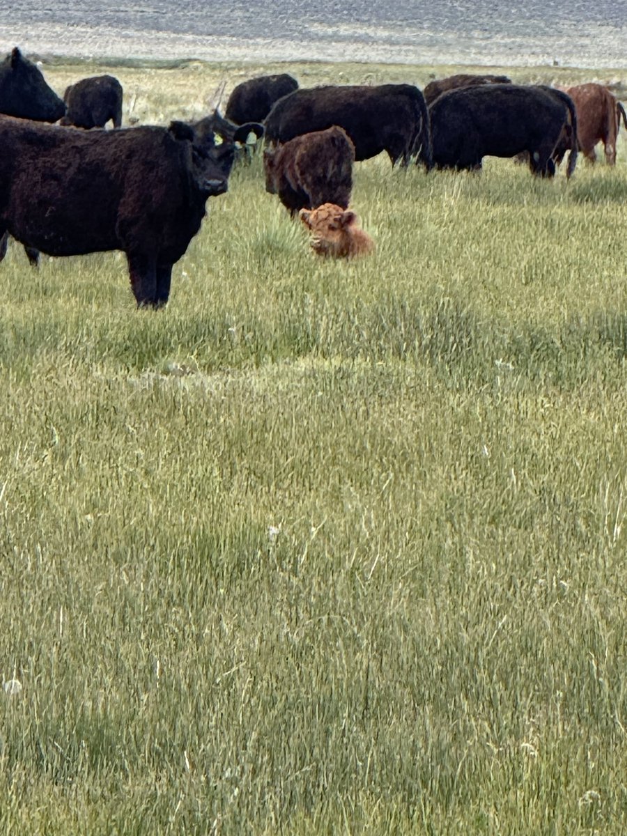 Jeremias G. Butto 🦁 🍋 🥩🐠🍗🍖🍳🥑🧀🍷🥃 tweet media