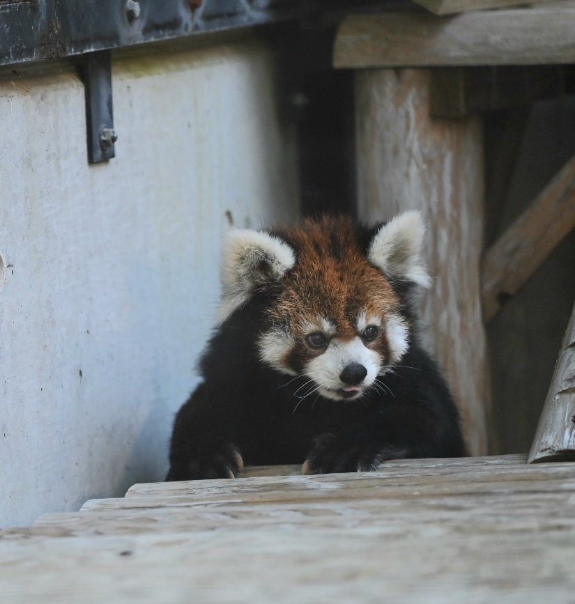 毎日マリモ #マリモ #レッサーパンダ #福岡市動物園