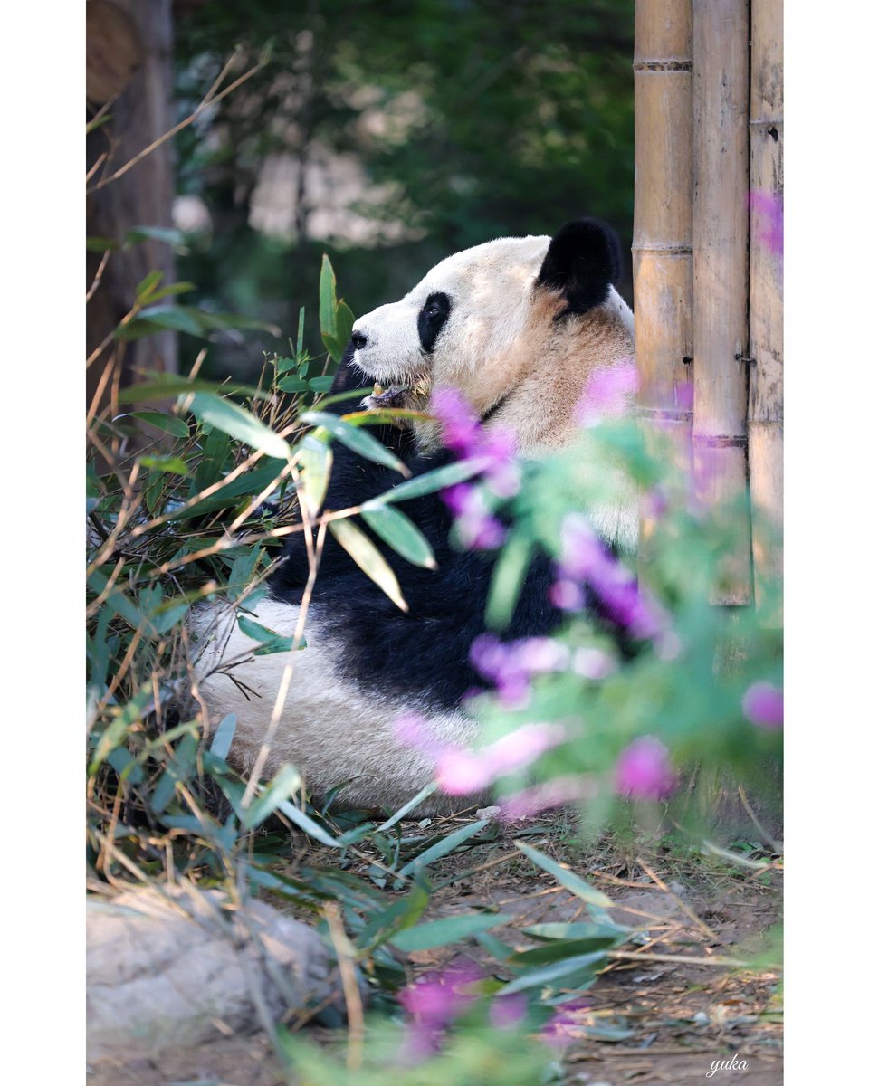 kekoko2🐼 (@kekopanxiang) / Posts / X