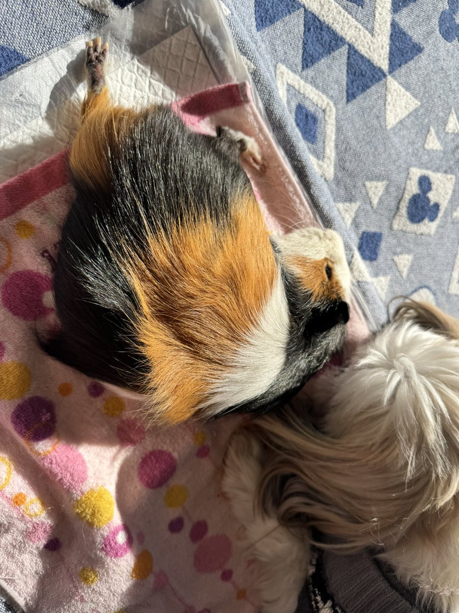 roku_bee_'s tweet photo. 何日か前に日光浴したら可愛すぎた👼💕 https://t.co/1HaEWe1Vvk