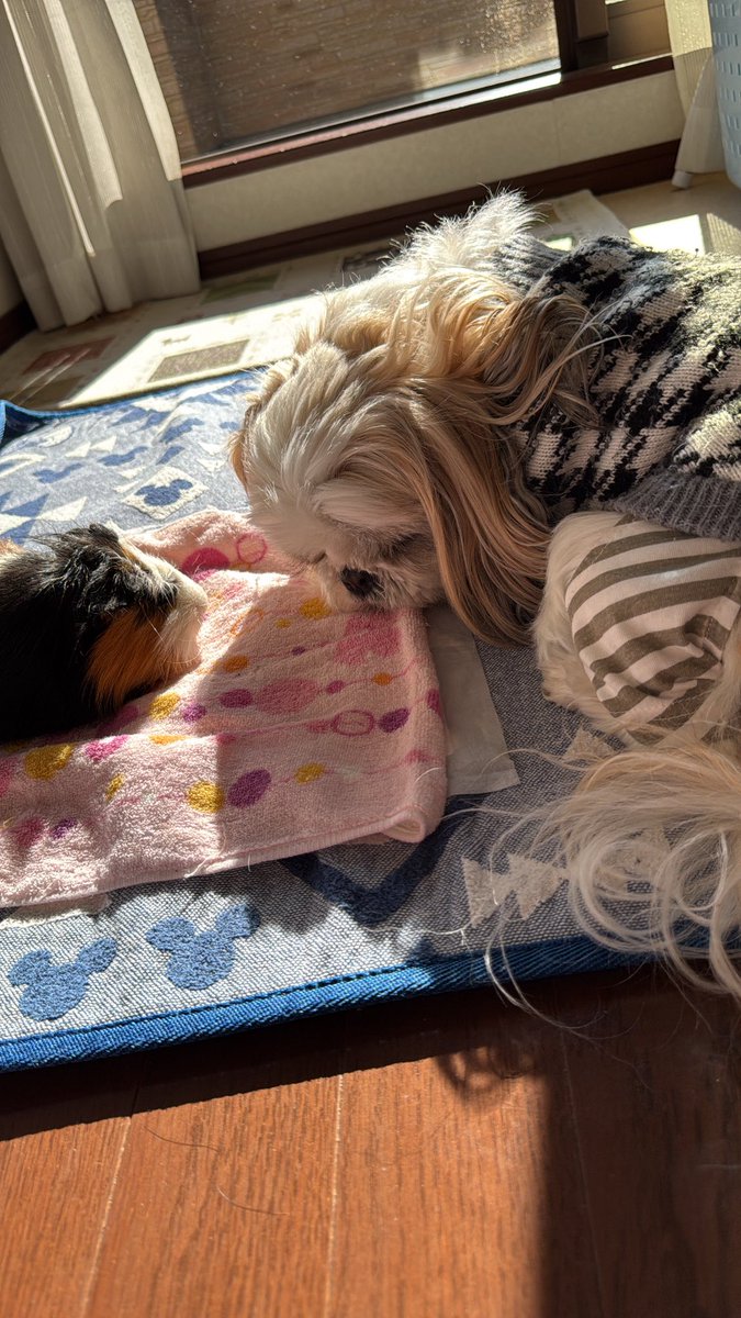 roku_bee_'s tweet photo. 何日か前に日光浴したら可愛すぎた👼💕 https://t.co/1HaEWe1Vvk