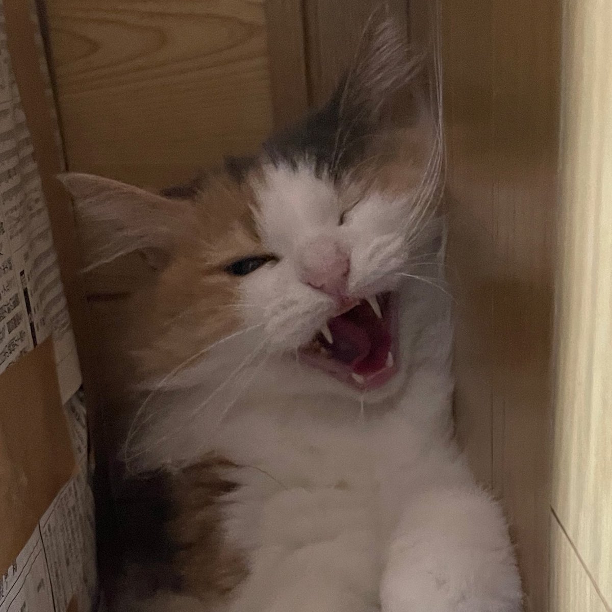 nishikigoi_0121's tweet image. 大体いっしょ🐱ですね