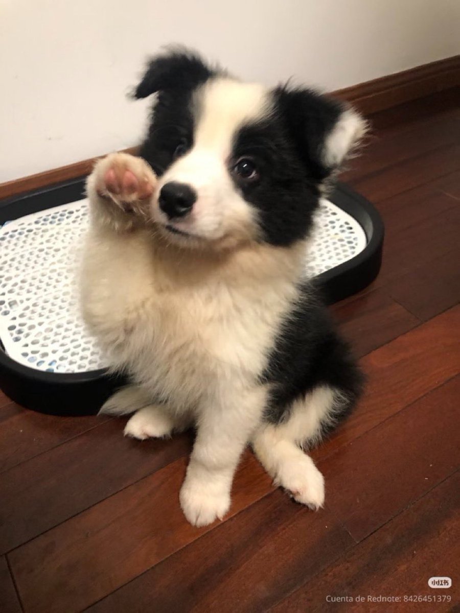 Puppieslover's tweet image. I hat would you name him ?