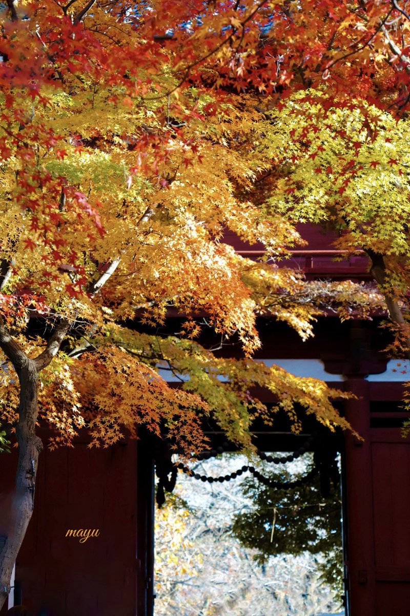 𓍯・🤍

　　　　　移ろいを見つめて

　　　　　　　　　　　　　　⏜ ۫ . ⟡🍁