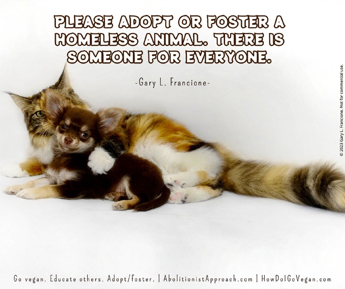 NYC-ACC kill lists now called "Emergency Placement". Shelter stress makes adoptions/fosters URGENT: tinyurl.com/EMERG-ACC Others here: tinyurl.com/FBK-ACC OR shelters near you. They are in this mess because of us. #Adopt #foster any animal(s) you can. Thank you &amp; go #vegan.
