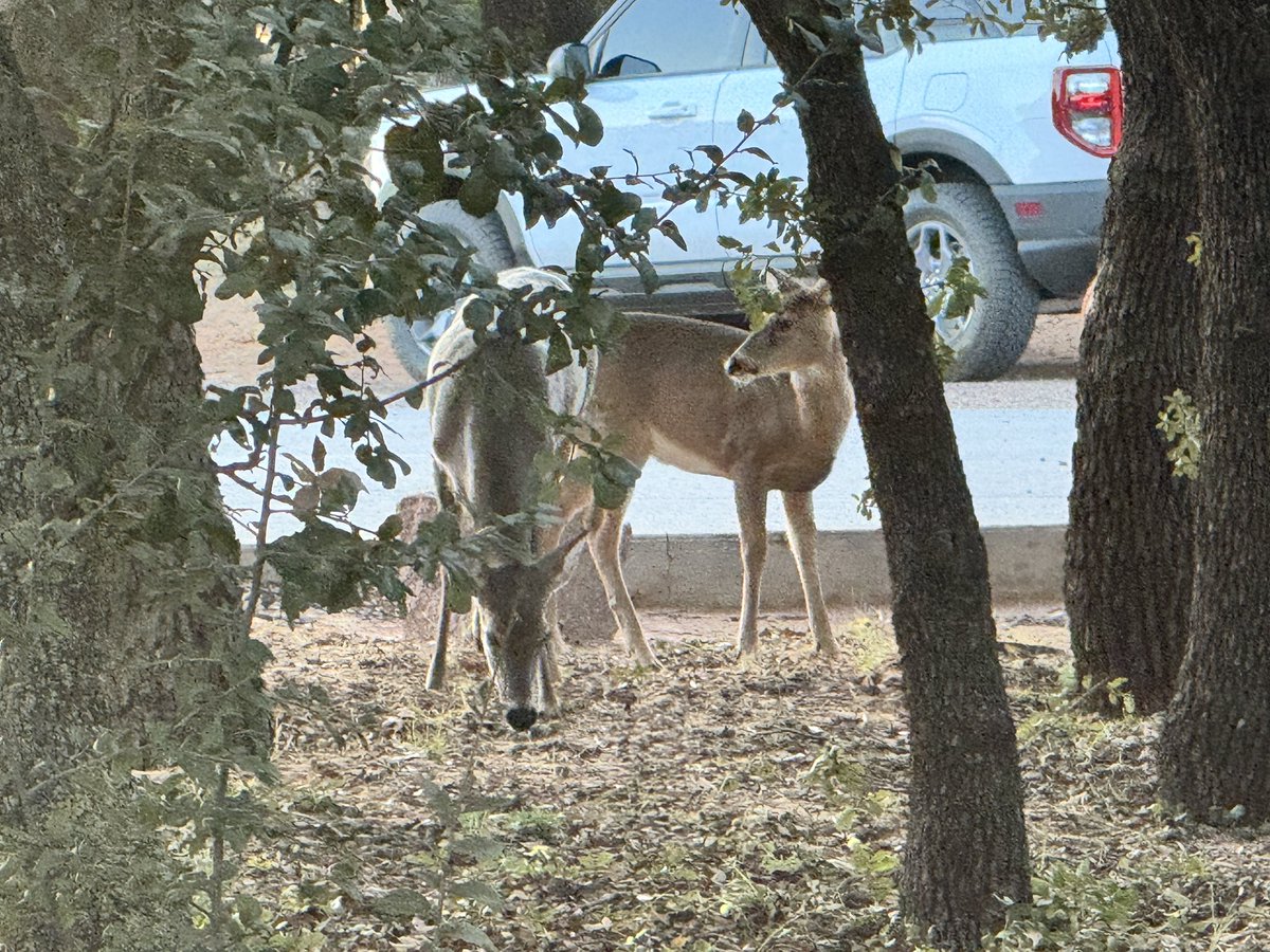 hackdba's tweet image. Weird thing is there are deer here that aren’t phased by people.