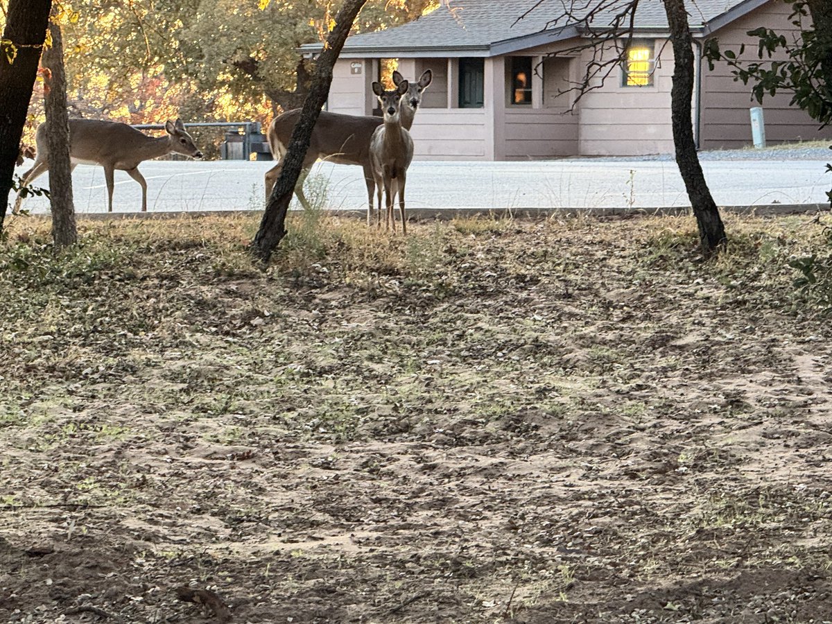 hackdba's tweet image. Weird thing is there are deer here that aren’t phased by people.
