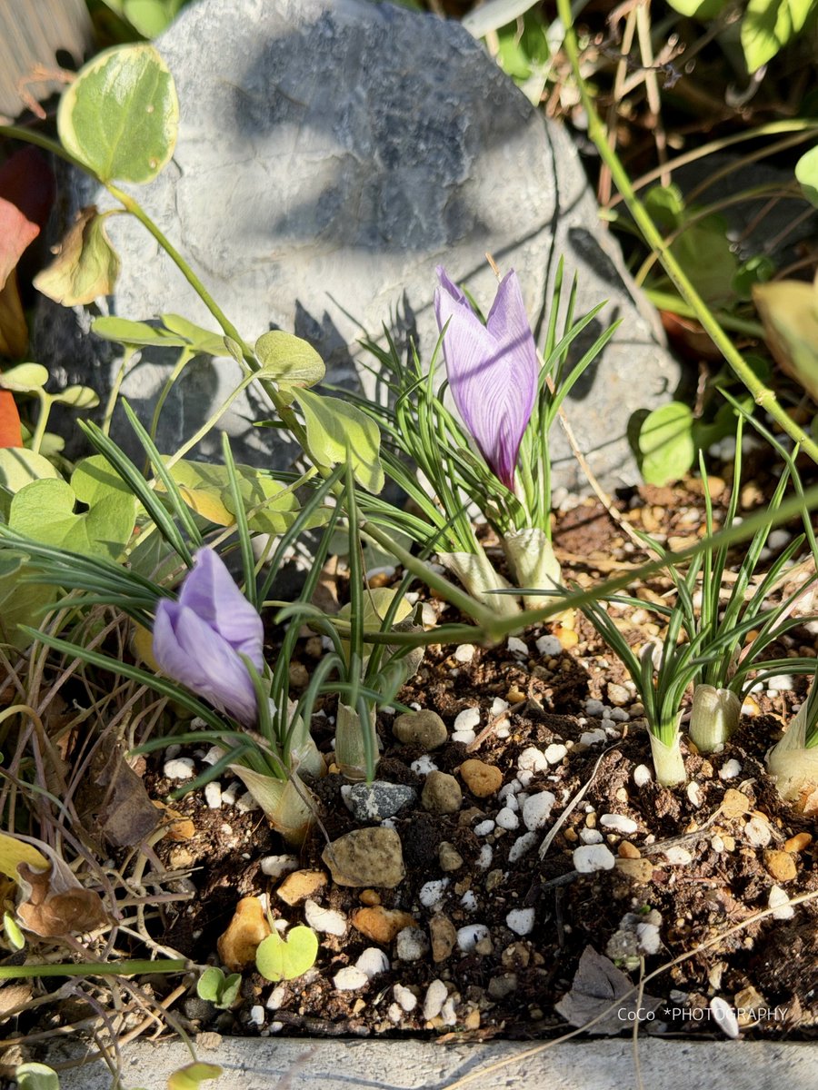39coco39coco's tweet image. やったー！！！
諦めていたサフラン咲いた！！

岩の下敷きから復活✨
(これでおせちのきんとん安心)

さんさん！ありがとー🤭
@77di8wRvvx48Lon 

#サフラン