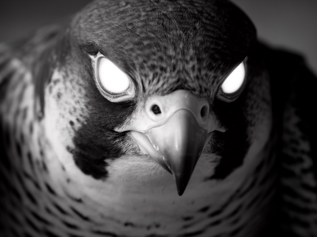 maharshii's tweet image. falcon effect: all these images are generated in 1.1 seconds with flux2 on fal