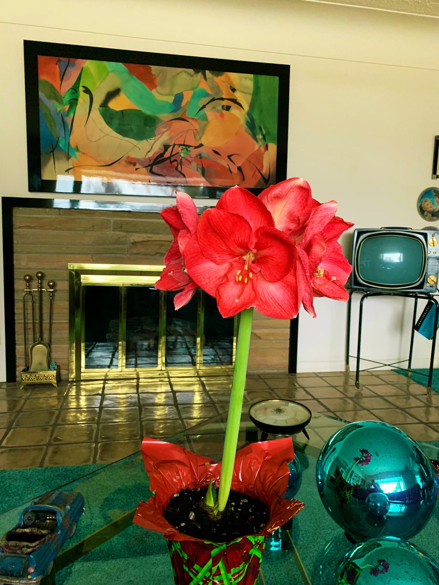 MitchandMarcy's tweet image. A seasonal #AlphabetChallenge #WeekVforVowel … winter #amaryllis showing off its blooms. 
🌺 📸 #mitchandmarcyphotos