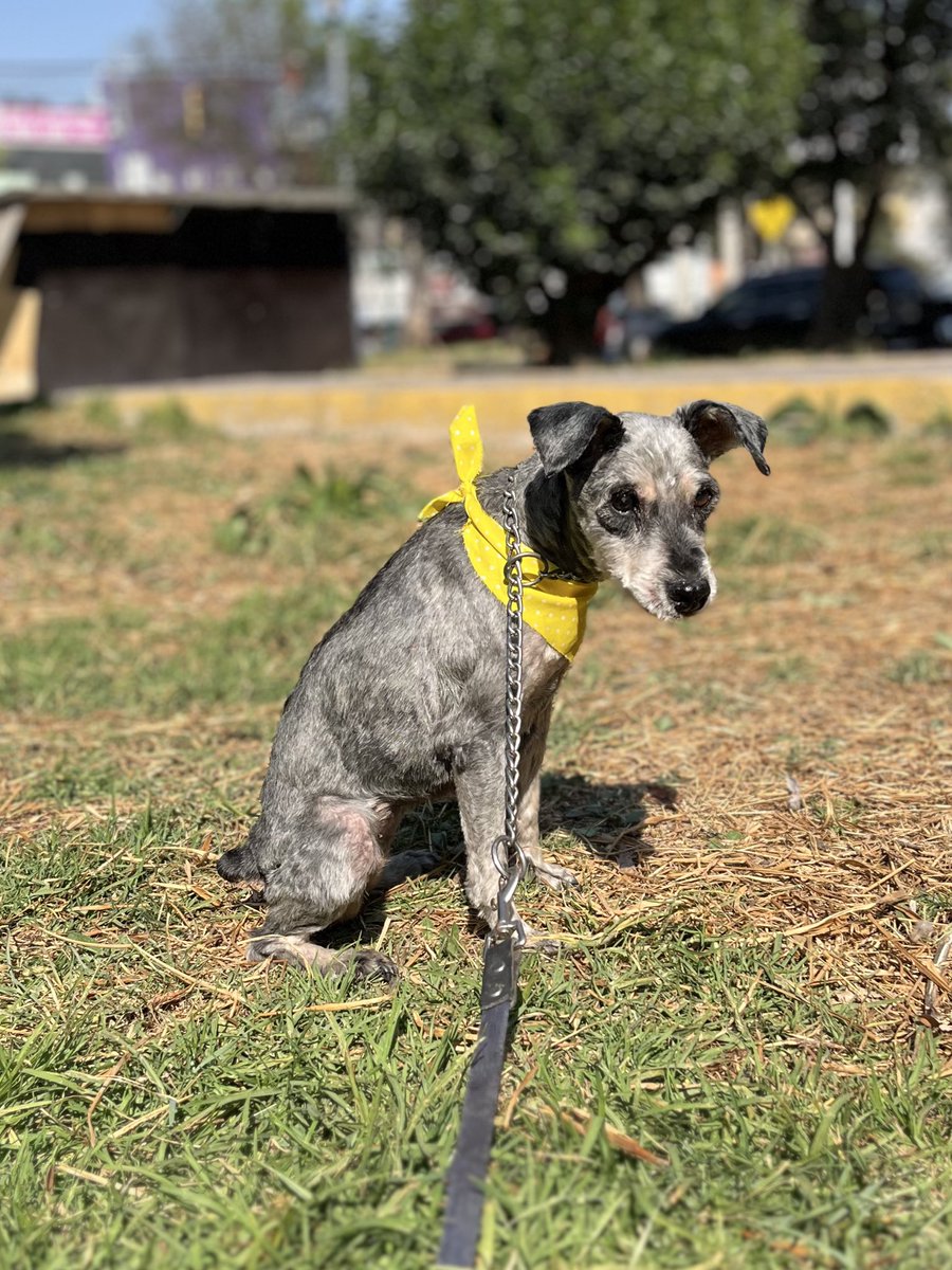 Hanna 🩷

11 años,talla chica,ya ve y escucha poquito,se la pasa durmiendo casi todo el día,tiene problemas cardíacos.

Quizás nadie le quiera dar una oportunidad,pero si tú que estás leyendo esto,puedes darle amor y cuidados a una perrita viejita con muchas ganas de ser