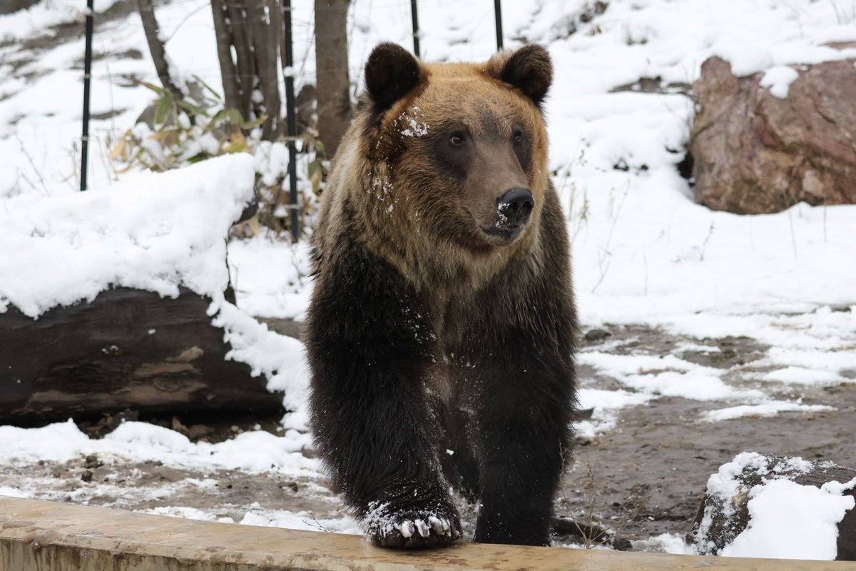 推定2歳、もうすぐ3歳と紹介されていたすな🐻 子熊さんらしく元気に