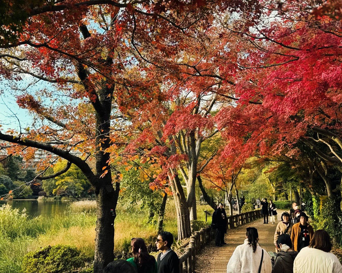 Location…Kichijoji, Tokyo
井の頭恩賜公園の紅葉🍁
#LeicaLUX  

#写真好きな人と繫がりたい 
#streetphotography