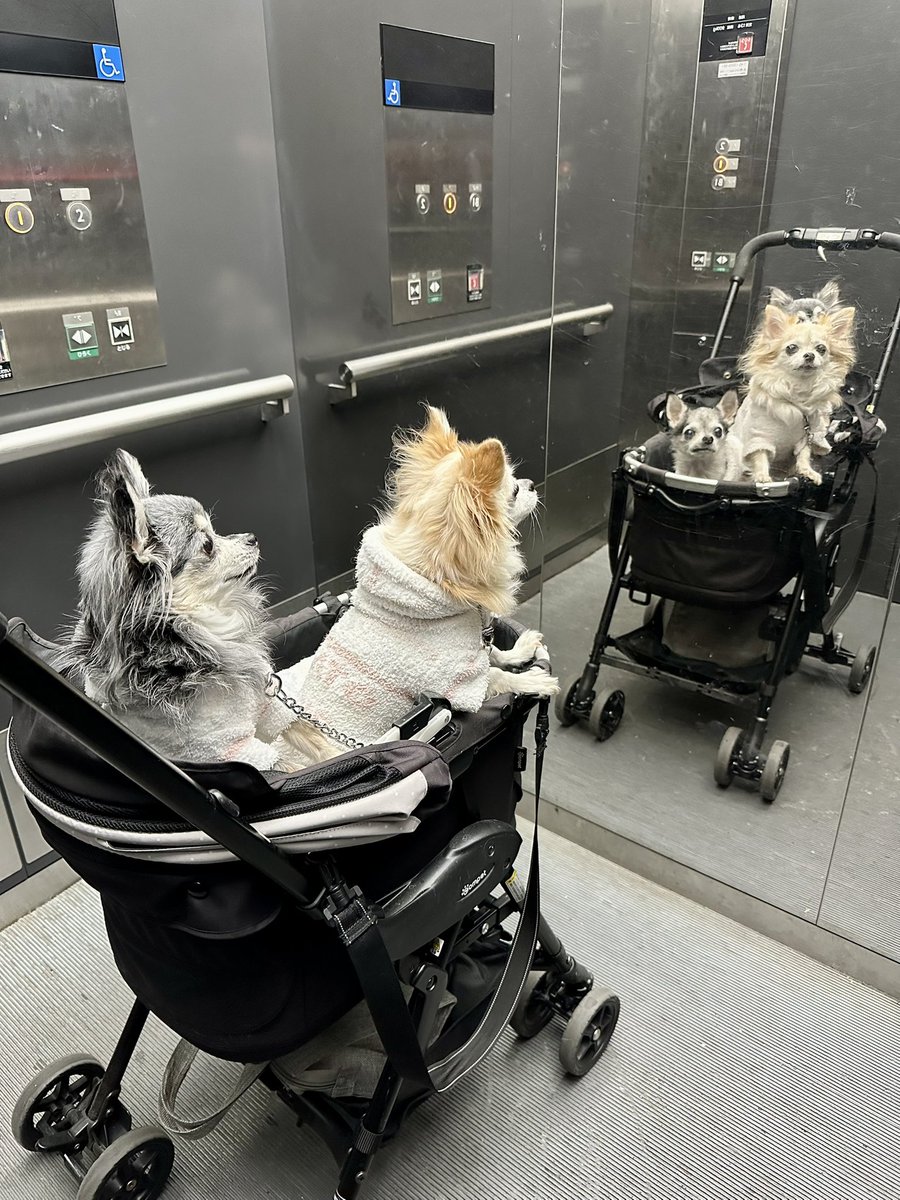 yuzu_chihuahua's tweet image. 鏡に映る自分を見てキョトンとしているの可愛い(笑)