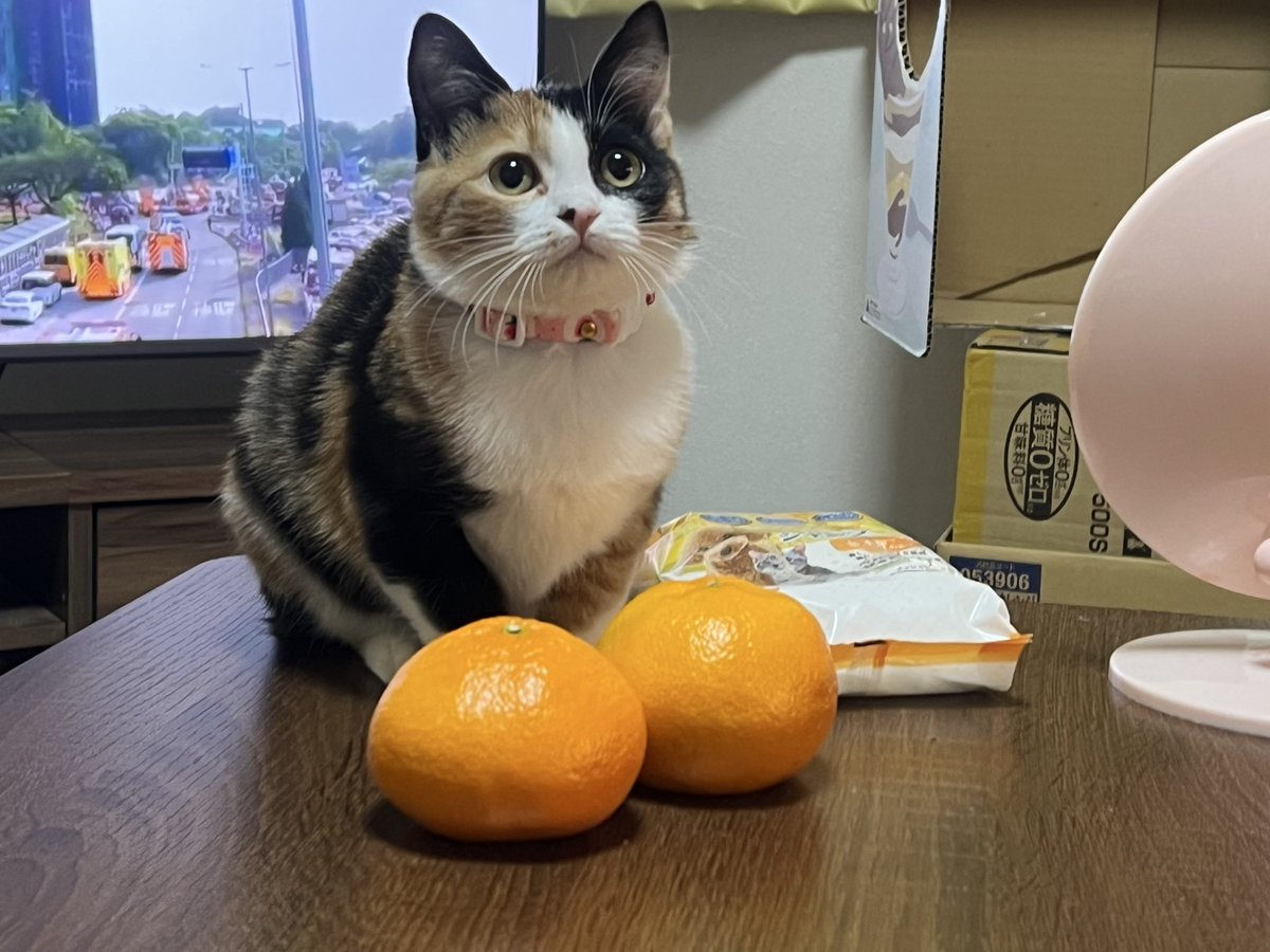 Uber65363142's tweet photo. 猫とコタツとみかん
だいたい3ヶ月くらい経ったけどだんだん丸みを帯びてきてる😂 https://t.co/zJPqWG7uIr