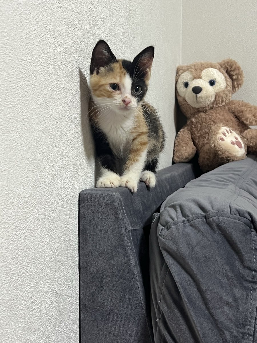 Uber65363142's tweet photo. 猫とコタツとみかん
だいたい3ヶ月くらい経ったけどだんだん丸みを帯びてきてる😂 https://t.co/zJPqWG7uIr