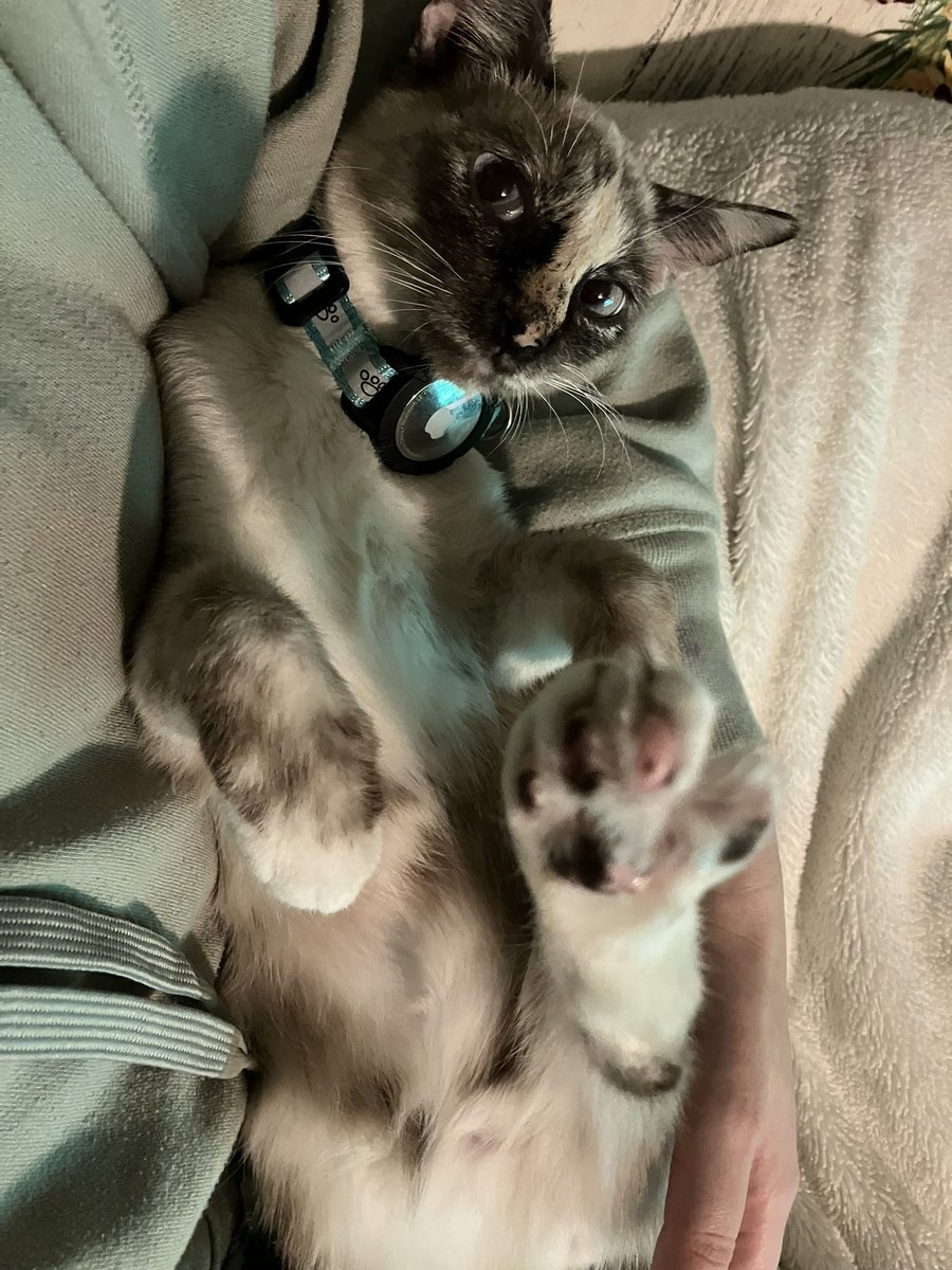 🌻Paintless tweet media