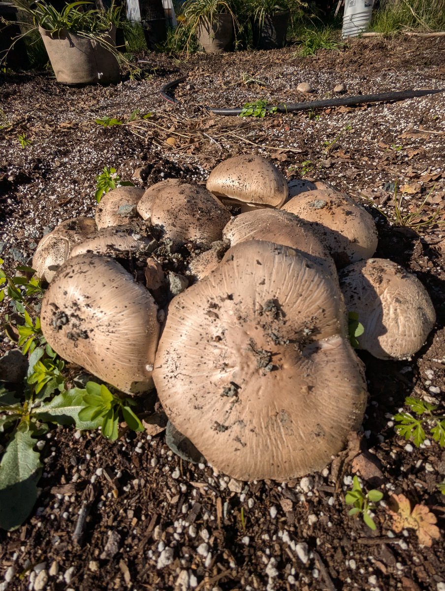 flyinglionseeds's tweet image. Growing fire takes an ecosystem, props to all the beneficials out in the garden. #biodynamic #OrganicGardening #FarmLife #freshflowers
