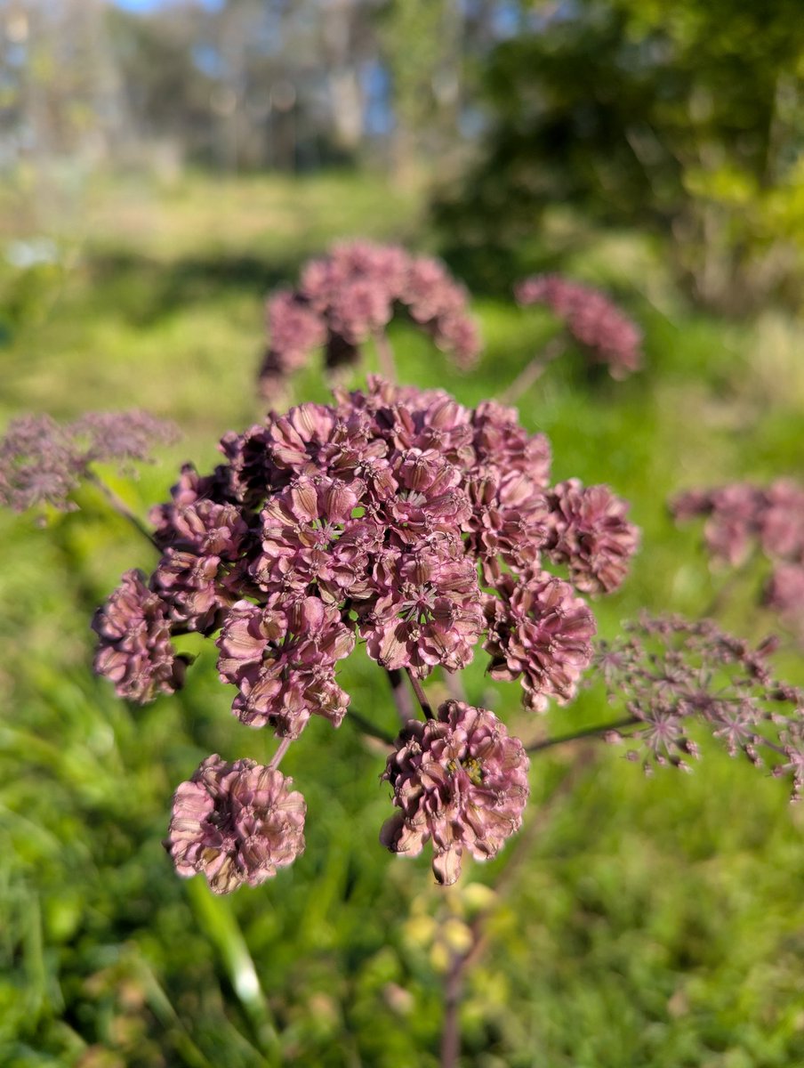 flyinglionseeds's tweet image. Growing fire takes an ecosystem, props to all the beneficials out in the garden. #biodynamic #OrganicGardening #FarmLife #freshflowers