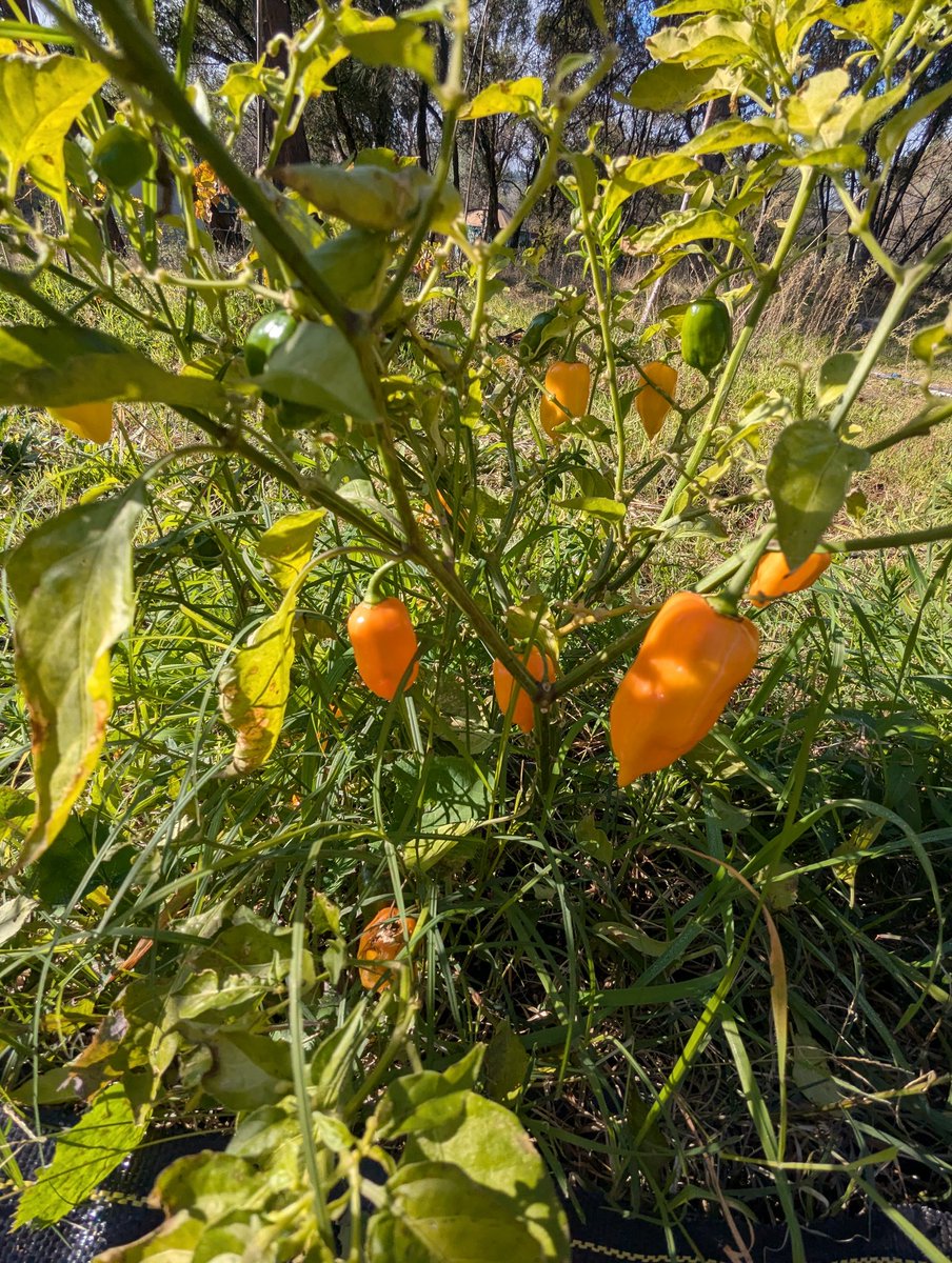flyinglionseeds's tweet image. Growing fire takes an ecosystem, props to all the beneficials out in the garden. #biodynamic #OrganicGardening #FarmLife #freshflowers