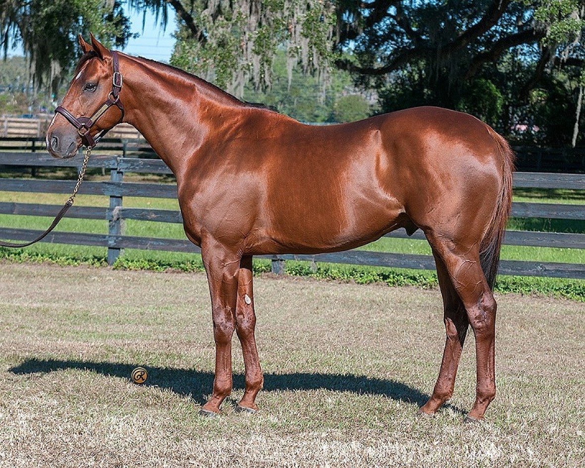 الجواد STRATEGIC RISK ابن الفحل Noble Bird والعائدة ملكيته ل<a href="/FMQStables/">FMQ Stables, Inc.</a> يظفر بشوط Florida sire stakes في المضامير الاميركية بقيمة ٣٠٠ الف دولار 
يُذكر ان الفحل نوبل بيرد كسب ٧ سباقات في امريكا ومجموع جوائزه بلغت مليون و327 الف و٩٤٥ دولار  

بطل شوط ستيفن فوستر هانديكاب G1
