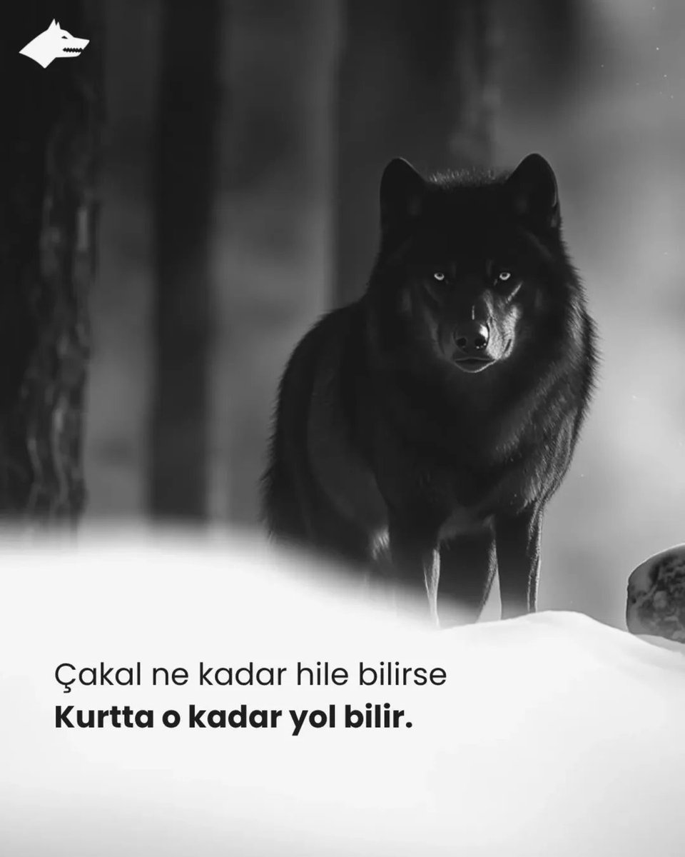 "Çakal ne kadar hile bilirse, kurtta o kadar yol bilir."
#GeceyeNotum
#HayırlıGeceler