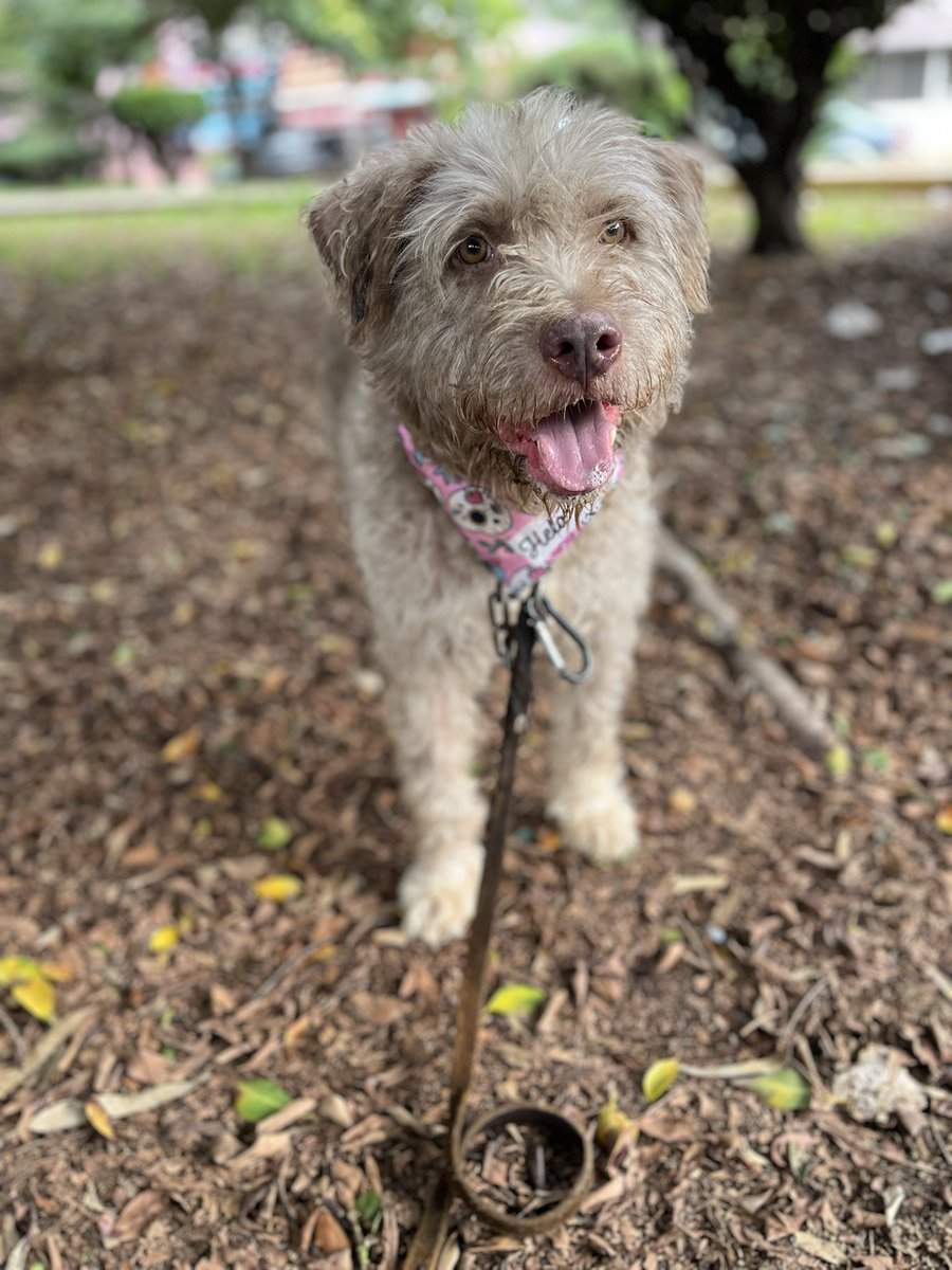 Hace más de 2 años rescatamos a Ciro de un lugar terrible, donde lo tenían en muy malas condiciones. Ese día, todos sus amigos fueron llevados al antirrábico y asesinados, y él solo se salvó porque no cupo en la camioneta. 🥺
Desde entonces, vive con esa segunda oportunidad… una