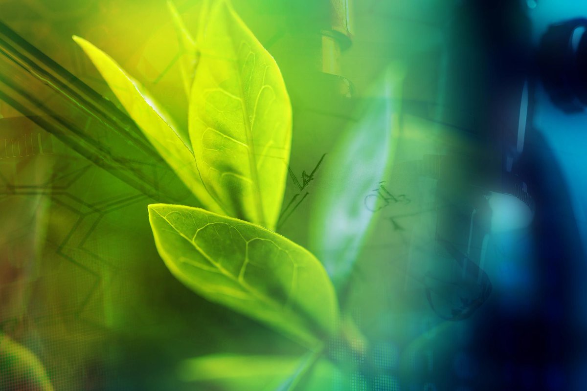 Biology Breakthrough: Scientists Discover First New Plant Tissue in 160 Years – and It Supercharges Crop Yields scitechdaily.com/biology-breakt…