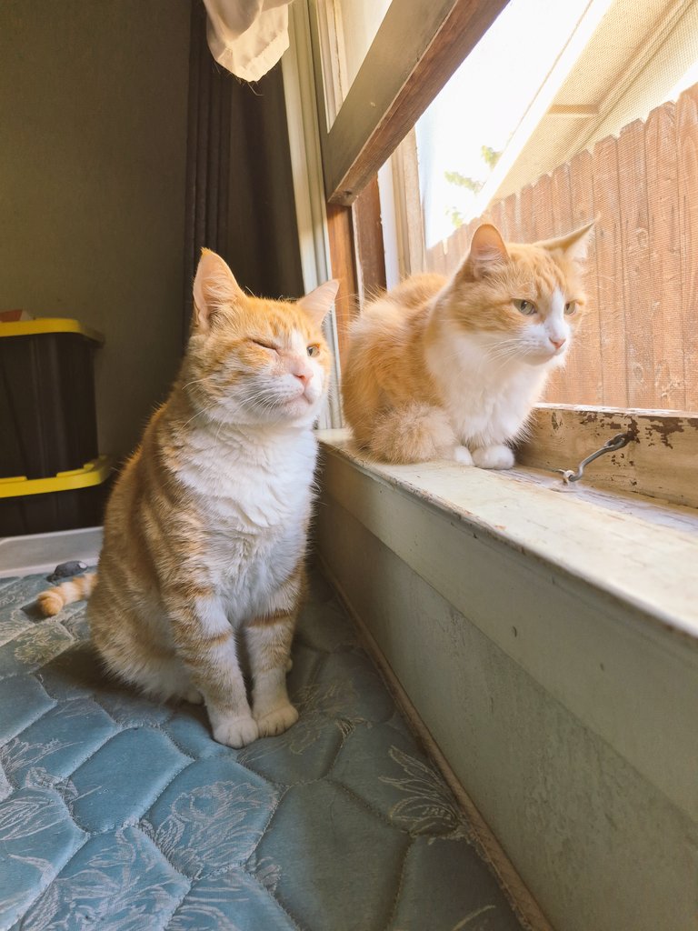 VisionaryRealm's tweet photo. @lady_valor_07 Popeye missed EVERYDAY. 
Son of Agent &amp; Charlotte Orange. 
Twin Brother of Sweeps and 
Big Bro to Mo Calypso. https://t.co/hK2l6VEJmk