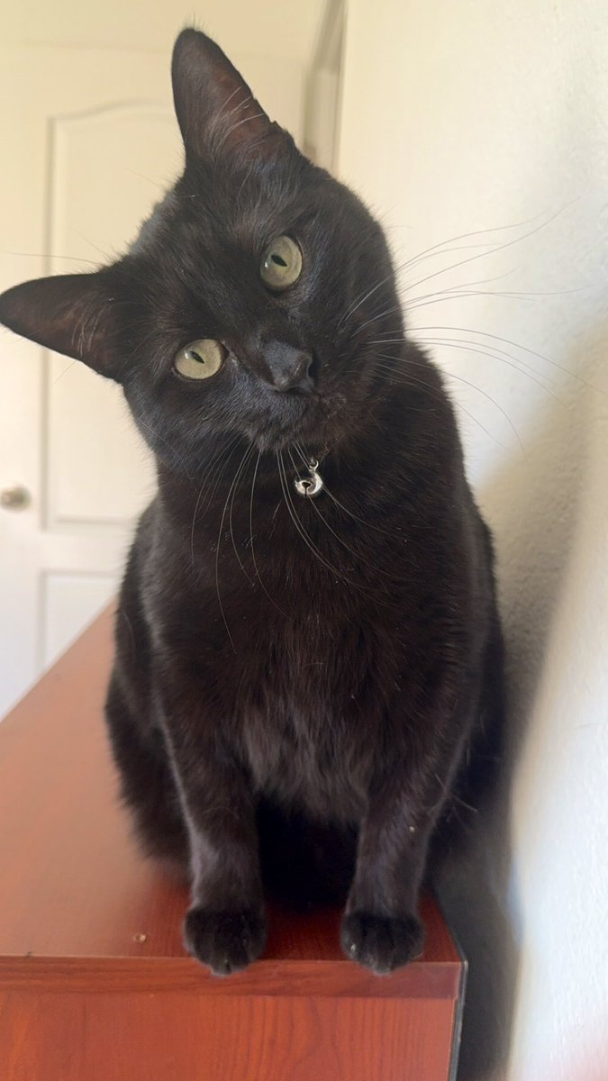 WhatIfWeWin's tweet image. My ride-or-dies for the past 4 years. Through every high and low, these two never leave my side. ❤️
Show me yours, I need the serotonin 🐾

#CatsOfX #CatTwitter #CatTax