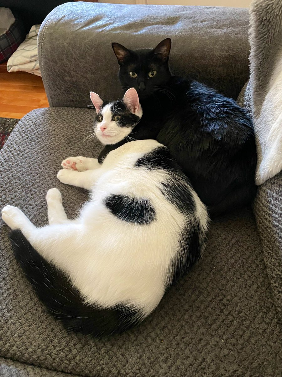 WhatIfWeWin's tweet image. My ride-or-dies for the past 4 years. Through every high and low, these two never leave my side. ❤️
Show me yours, I need the serotonin 🐾

#CatsOfX #CatTwitter #CatTax