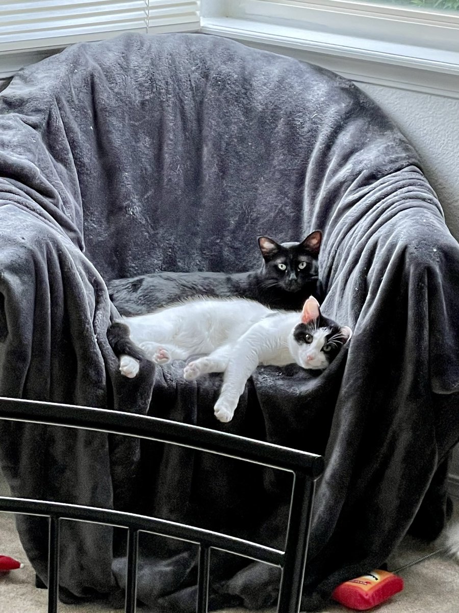 WhatIfWeWin's tweet image. My ride-or-dies for the past 4 years. Through every high and low, these two never leave my side. ❤️
Show me yours, I need the serotonin 🐾

#CatsOfX #CatTwitter #CatTax