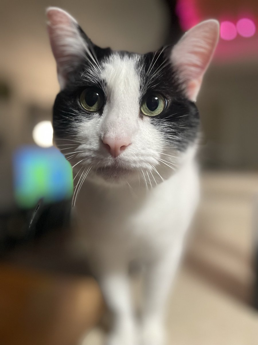 WhatIfWeWin's tweet image. My ride-or-dies for the past 4 years. Through every high and low, these two never leave my side. ❤️
Show me yours, I need the serotonin 🐾

#CatsOfX #CatTwitter #CatTax